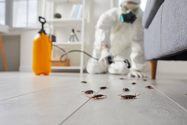 Trusted Termite Control service in Marine, IL - Nex Pest Control